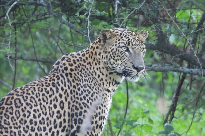 Sri Lanka Yala National Park Wildlife Private Tour - FAQ About the Sri Lanka Yala National Park Wildlife Private Tour