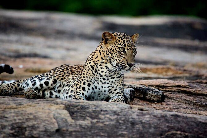 Sri Lanka Yala Wildlife Safari Tours - Key Points