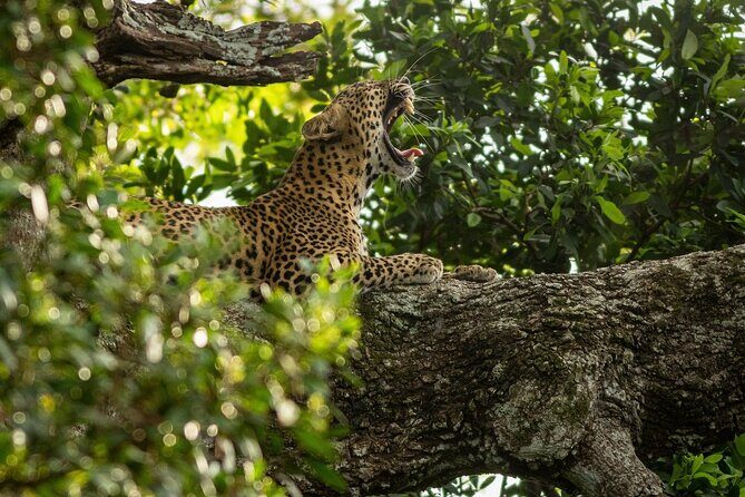 Sri Lanka Yala Wildlife Safari Tours - Who Is This Safari Best For?