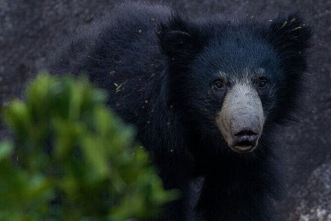 Sri Lanka Yala Wildlife Safari Tours - FAQ