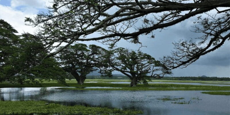 srilankan-village-delight-fishcooksavor-lunch-experience