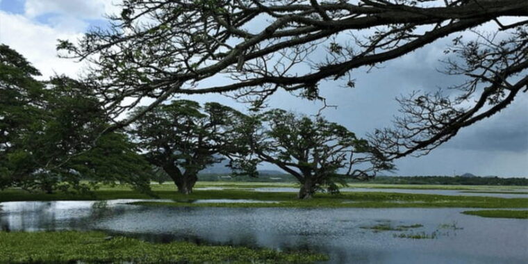 srilankan-village-delight-fishcooksavor-lunch-experience
