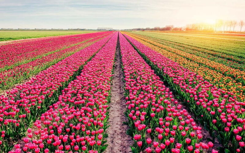 SRINAGAR THE TREASURE OF GARDENS - FAQ