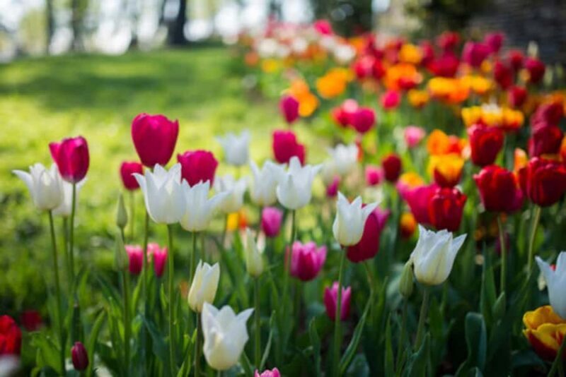Srinagar: Tulip Garden With Shikra Ride on Dal Lake Tour - Key Points