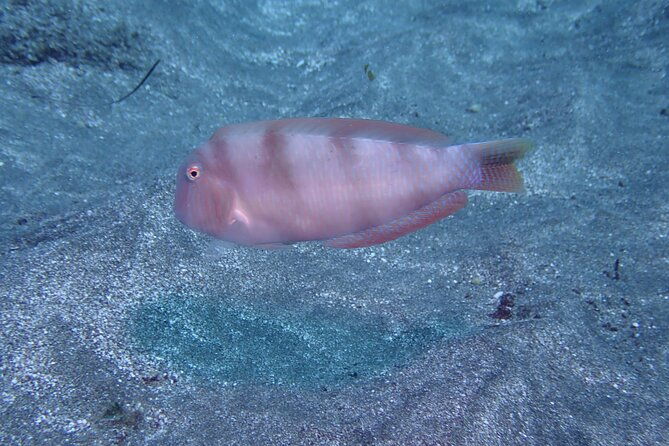 ssi-basic-diver-in-tenerife-2-dives