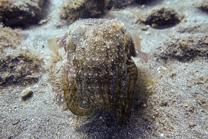 ssi-open-water-south-tenerife-2