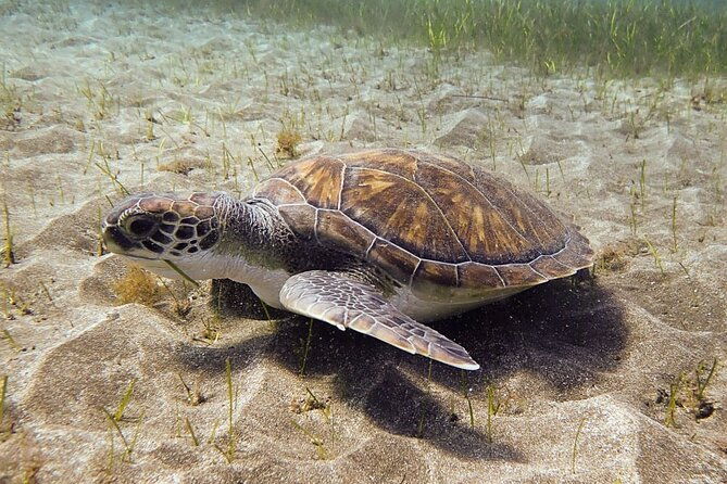 ssi-open-water-south-tenerife