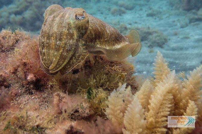 ssi-scuba-diver-course-in-medano