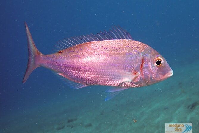 ssi-scuba-diver-course-in-medano