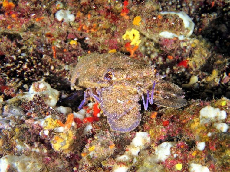 ssi-try-scuba-diving-in-the-sea