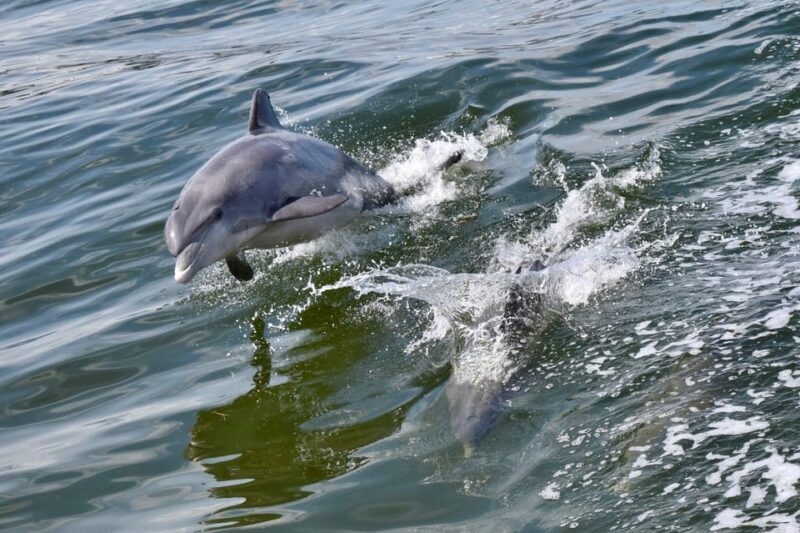 St. Augustine: Dolphin Watching Harbor Tour with Drinks - Final Thoughts