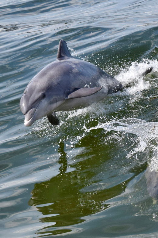 st-augustine-dolphin-watching-harbor-tour-with-drinks