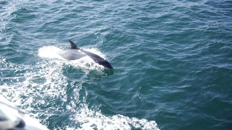 st-augustine-dolphin-watching-harbor-tour-with-drinks