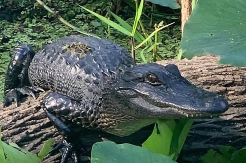 st-augustine-st-johns-river-airboat-safari-with-a-guide