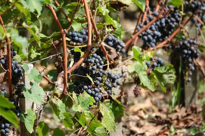 St. Emilion: Half Day E-Bike & Wine Tour with Wine & Cheese - FAQs