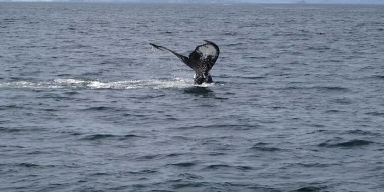 st-johns-small-group-tour-with-iceberg-quest-boat-cruise