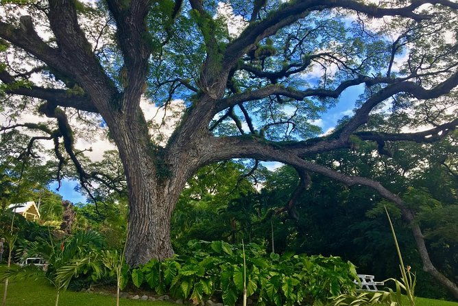 st-kitts-half-day-rainforest-tour-2