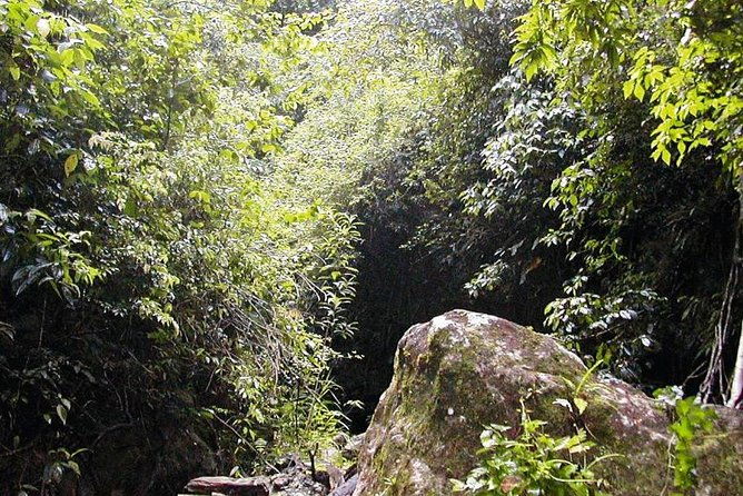 st-kitts-half-day-rainforest-tour-2