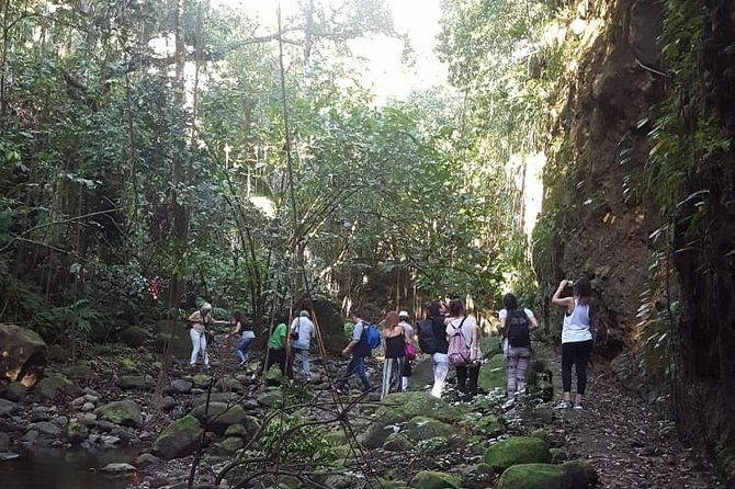 st-kitts-half-day-rainforest-tour