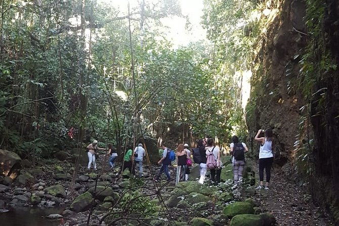 st-kitts-half-day-rainforest-tour