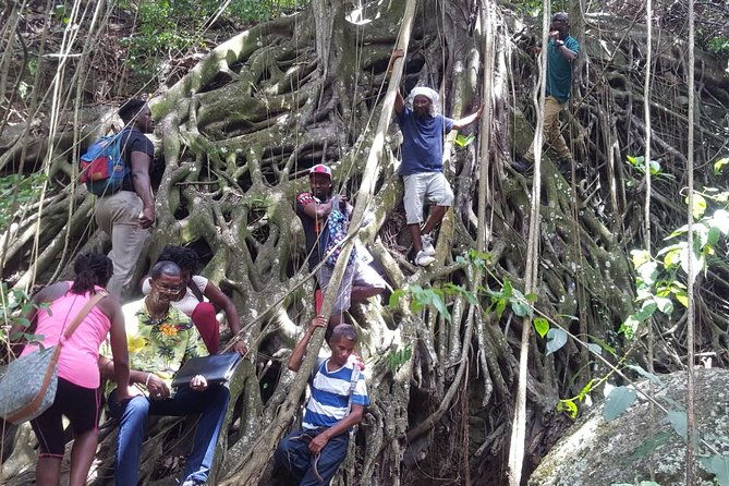st-kitts-half-day-rainforest-tour