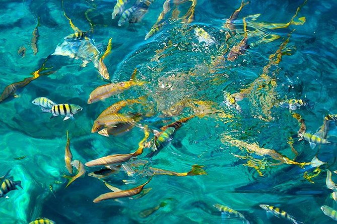 st-kitts-mini-speedboat-snorkel-adventure