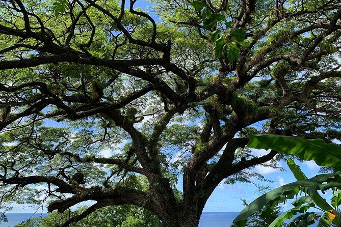 st-kitts-rainforest-tour