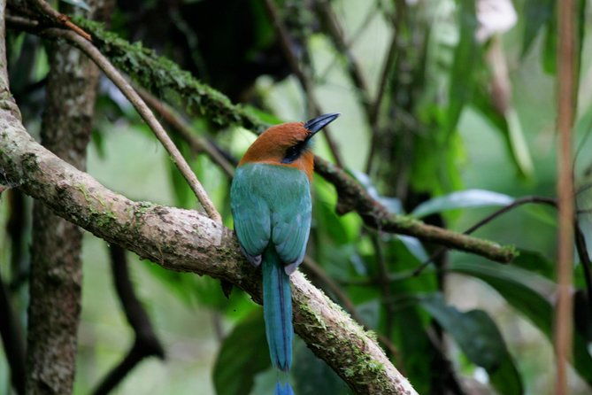 st-lucia-aerial-tram-tour-at-rainforest-adventures