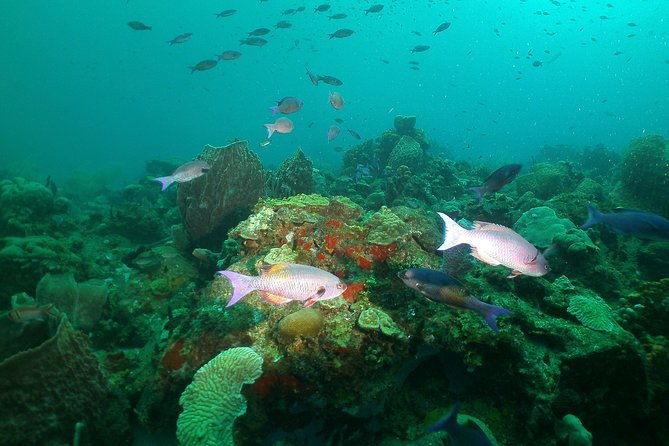 st-lucia-beginner-scuba-diving-tour