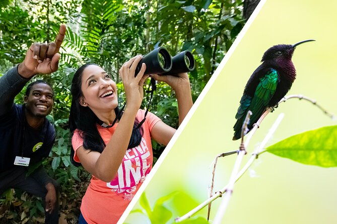 st-lucia-birdwatching-tour-at-rainforest-adventures