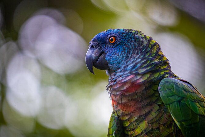 st-lucia-birdwatching-tour-at-rainforest-adventures
