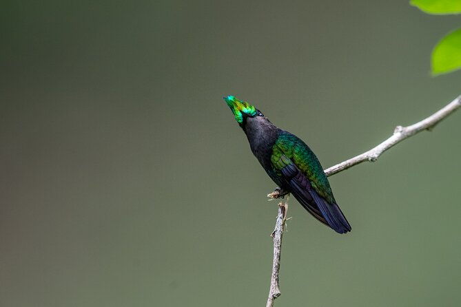 st-lucia-birdwatching-tour-at-rainforest-adventures