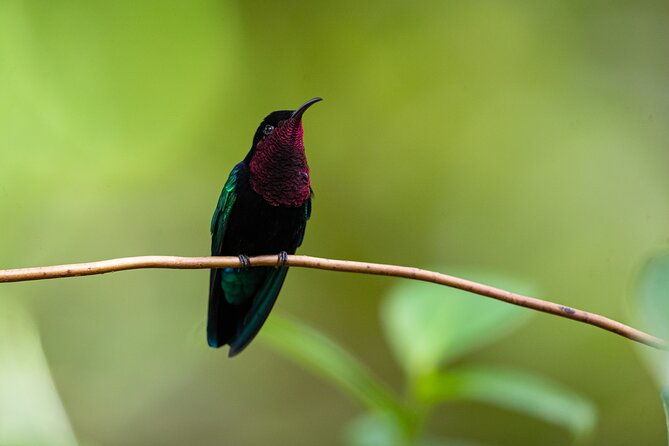 st-lucia-birdwatching-tour-at-rainforest-adventures