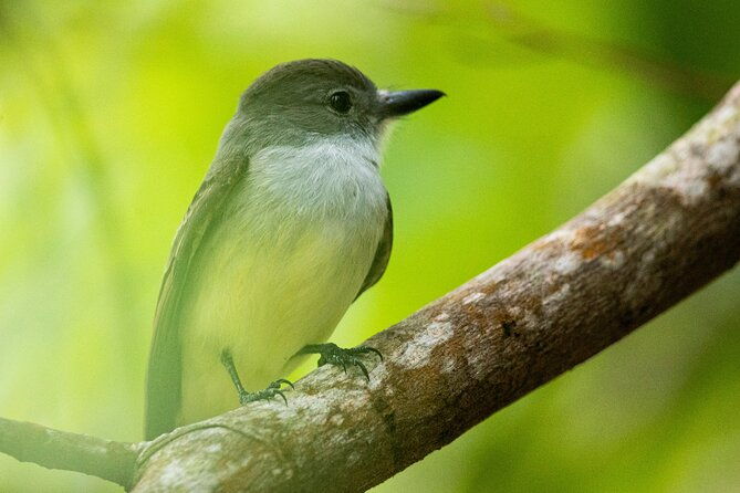 st-lucia-birdwatching-tour-at-rainforest-adventures