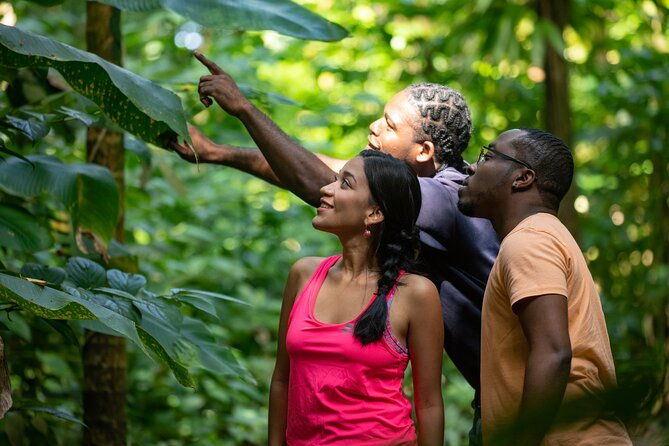 st-lucia-birdwatching-tour-at-rainforest-adventures