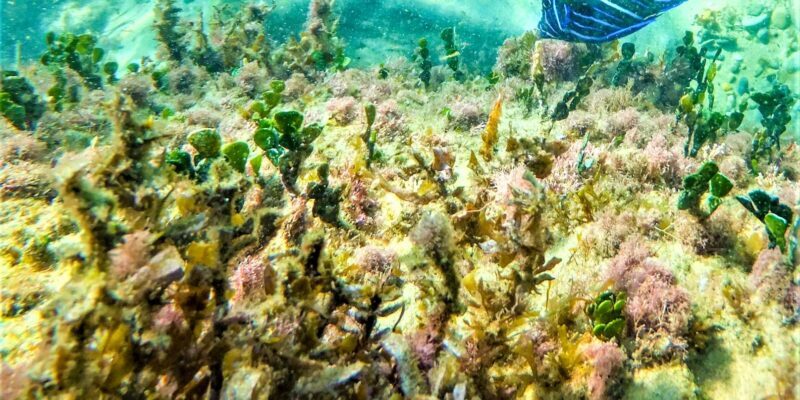 St. Lucia: Cape Vidal Snorkeling Adventure - An Overview of the Cape Vidal Snorkeling Adventure