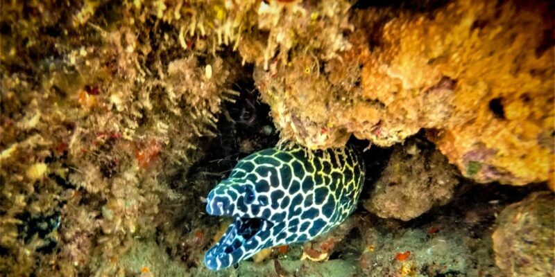 St. Lucia: Cape Vidal Snorkeling Adventure - The Logistics and Practical Details