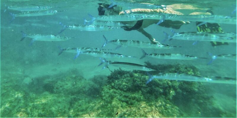 St. Lucia: Cape Vidal Snorkeling Adventure - Who Will Love This Tour
