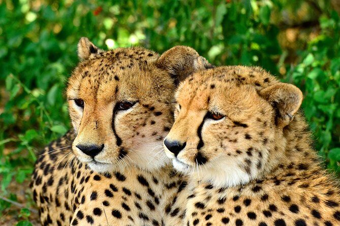 St Lucia Estuary Safari & Emdoneni Wild Cat Project Day Tour from Durban - Exploring the Itinerary: What to Expect and Why It Matters