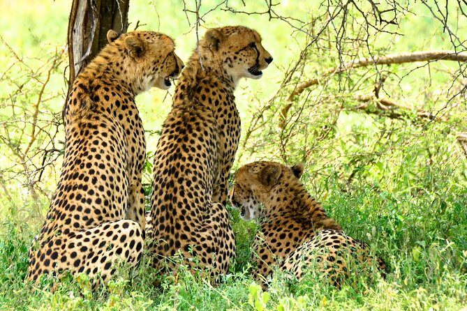 St Lucia Estuary Safari & Emdoneni Wild Cat Project Day Tour from Durban - Frequently Asked Questions