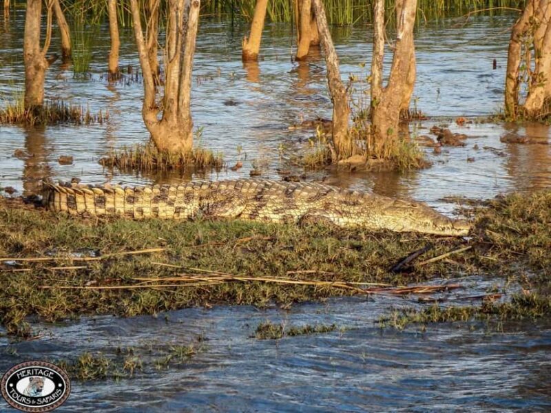 St Lucia: Hippo and Crocodile Cruise on a 15-Seat Vessel - Potential Drawbacks and Considerations