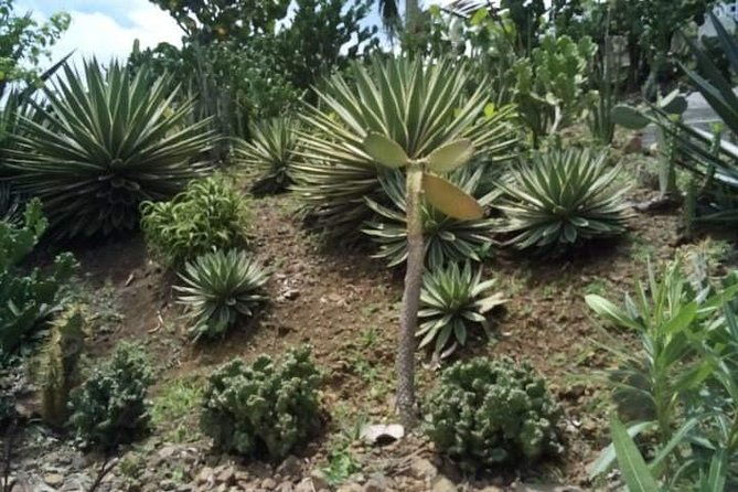 st-lucia-northern-island-tour