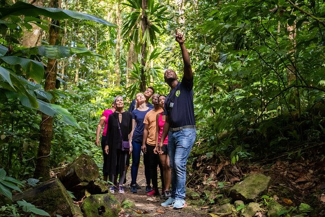 st-lucia-ultimate-3-aerial-tram-zipline-and-hiking-at-rainforest-adventures