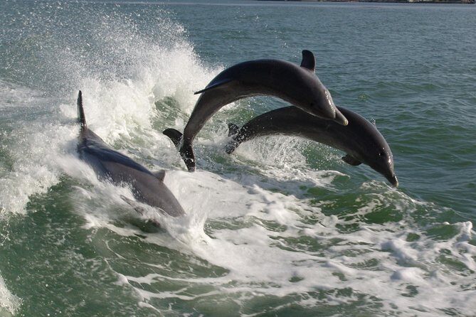 St. Pete Beach Dolphin Racer Adventure - What the Reviews Say
