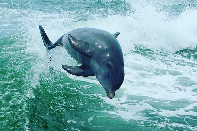 St. Pete Beach Dolphin Racer Adventure - FAQ