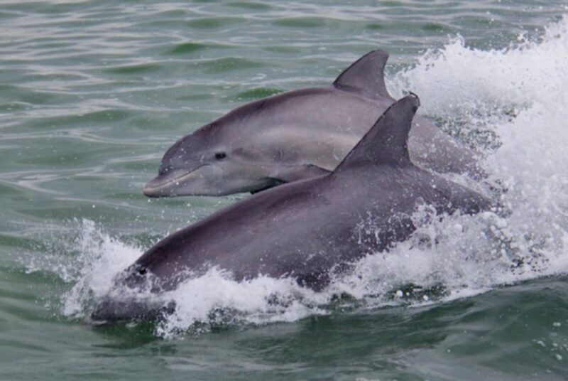 St. Pete Beach: Dolphin Racer Cruise by Speedboat - Who Should Consider This Tour?