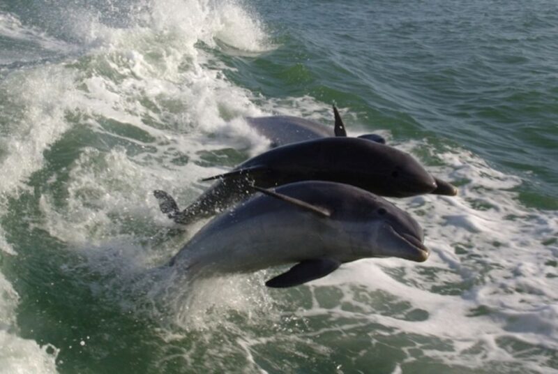 St. Pete Beach: Dolphin Racer Cruise by Speedboat - FAQ