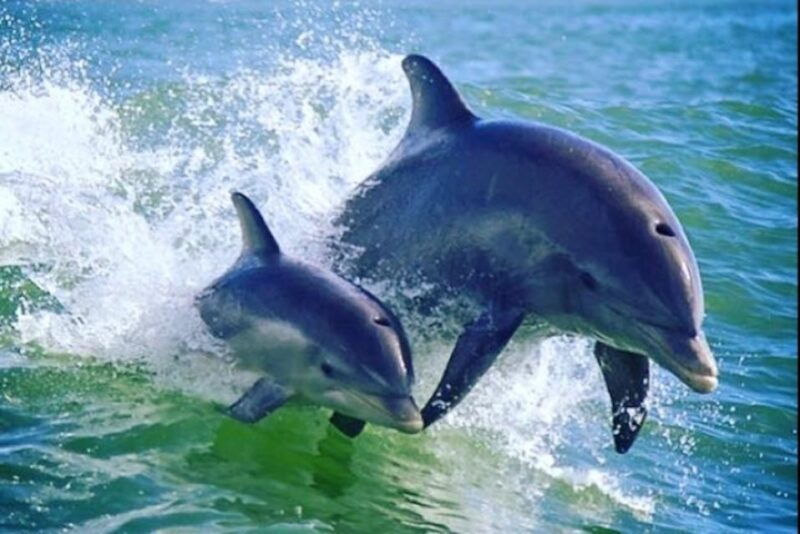 st-pete-beach-dolphin-racer-cruise-by-speedboat