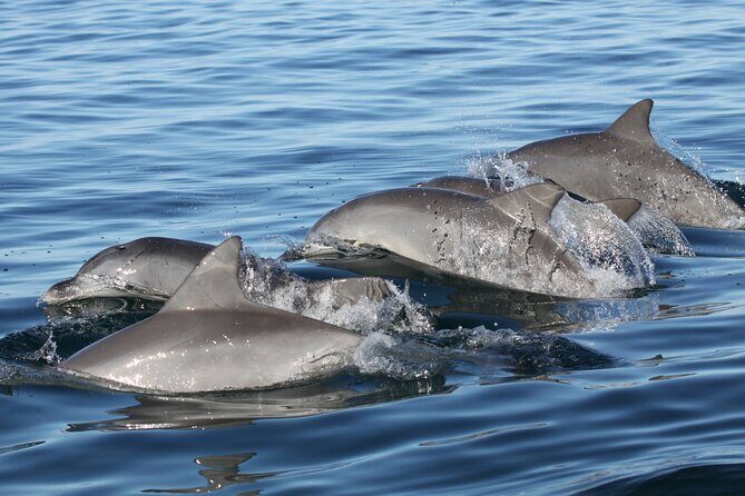 St. Pete Dolphin Watching and Shelling Adventure - Overview and Experience Breakdown