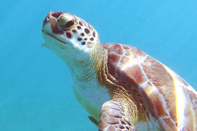 st-thomas-kayak-and-sea-turtle-snorkel-excursion